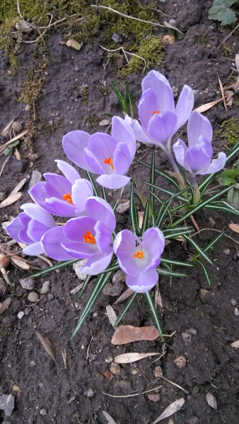 Krokuszok