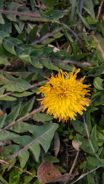 Kutyatej