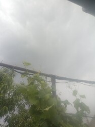 Cauaceu