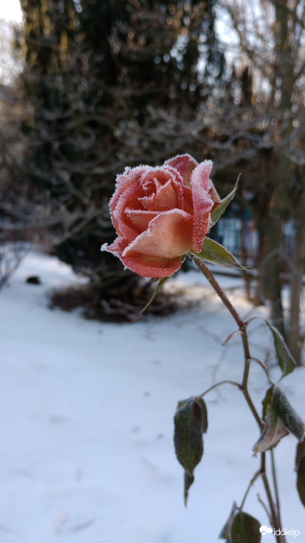 Fagyálló másként