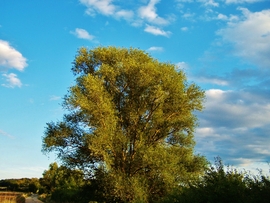 pecztibor fotója