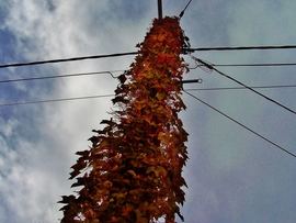 Természetes szigetelés :) 