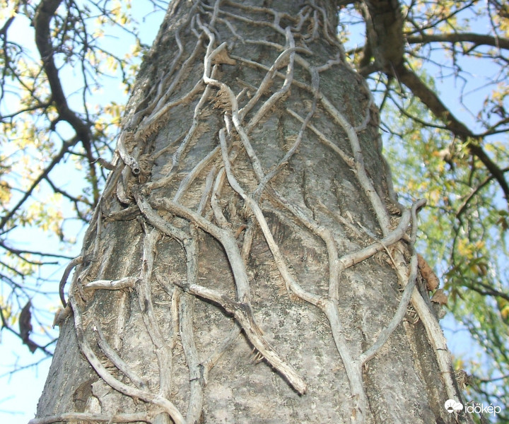 Kötözött diófa!:)