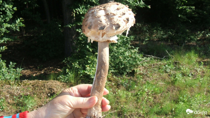 Első áldozat 