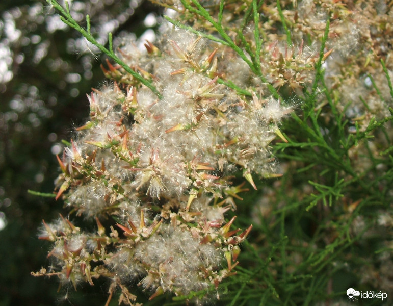 Tamariska 