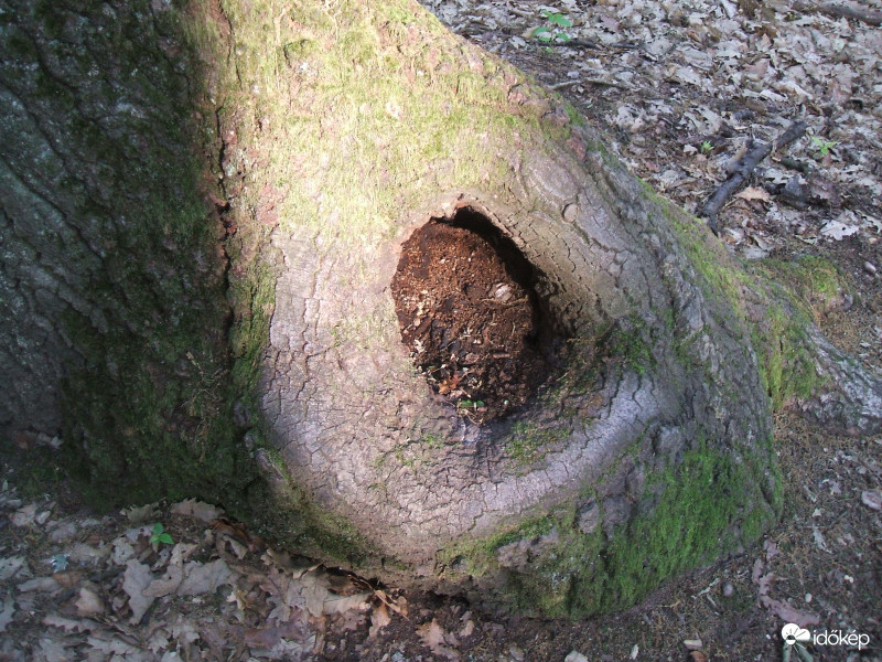 Búvóhely 