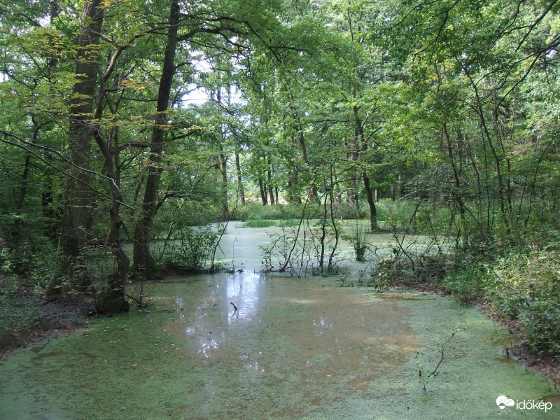 Erdei tó! 