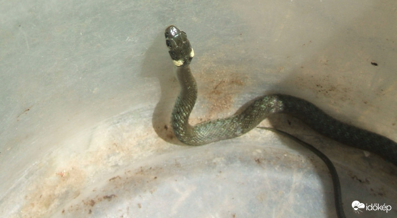 Vendég a vödörben