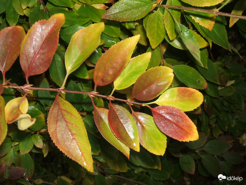 Őszi szín bemutató 
