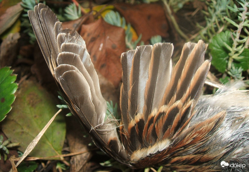 Az utolsó repülés  