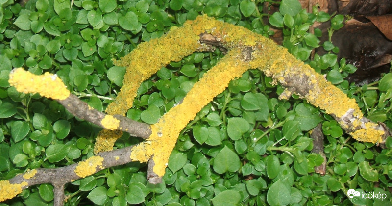 Törékenység 