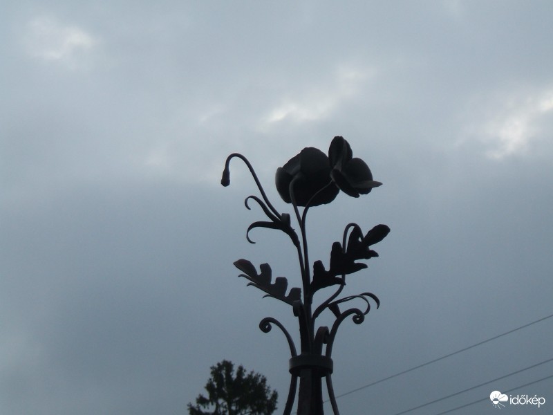 Négy évszakos virág!