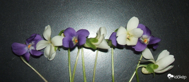 Ibolyán túli sugárzás:) 