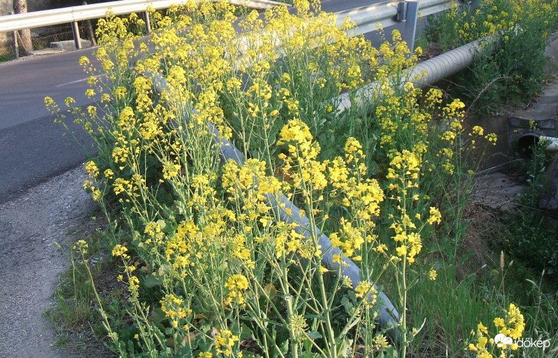 Terület foglalók:) 