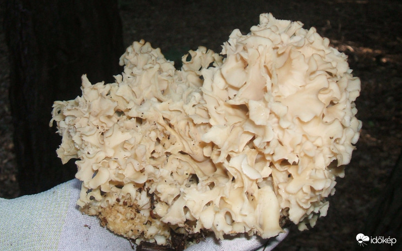 Fodros káposzta gomba