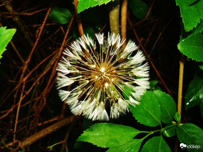 Ázottan 