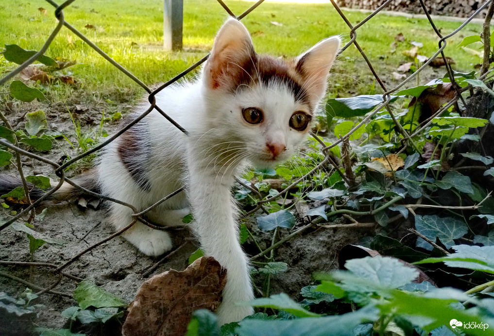 Szökési kísérlet :)) 