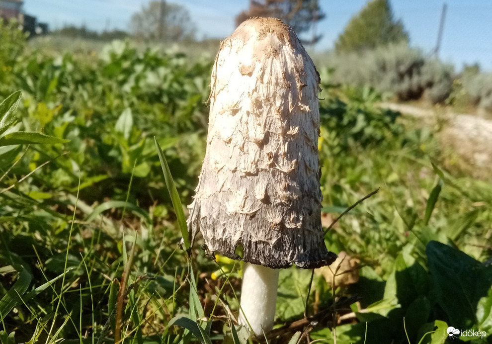 Gyapjas tintagomba! 