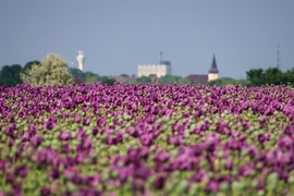 Püspökladány
