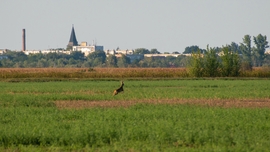 Püspökladány