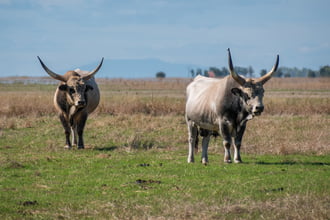 A puszta ősi urai – szürkemarha bikák Nádudvar közelében