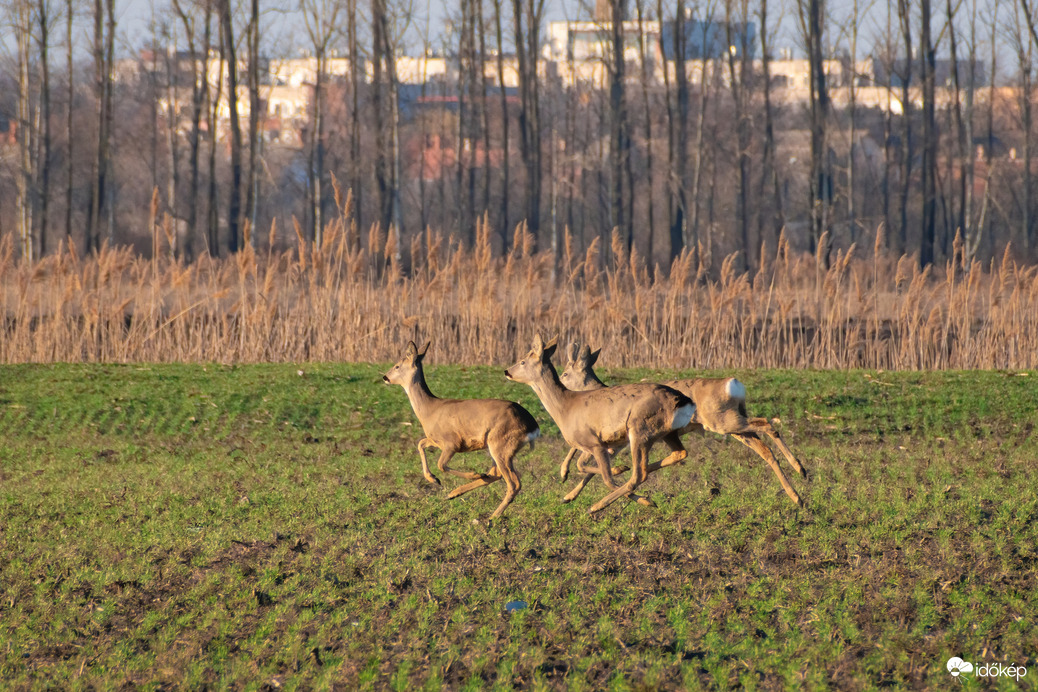 Püspökladány