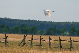 Nagy kócsag
