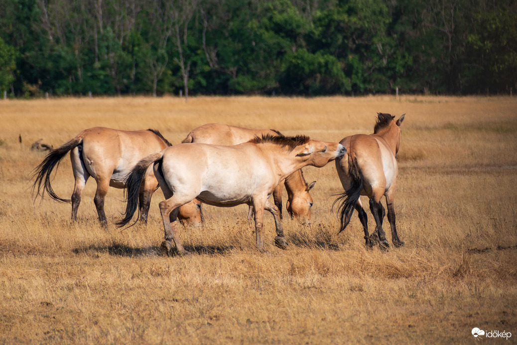 Przewalski lovak a Hortobágyon