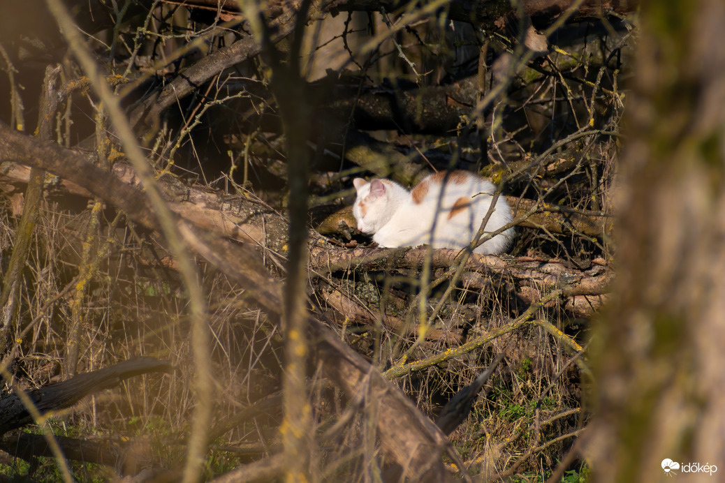 Cica az erdőben