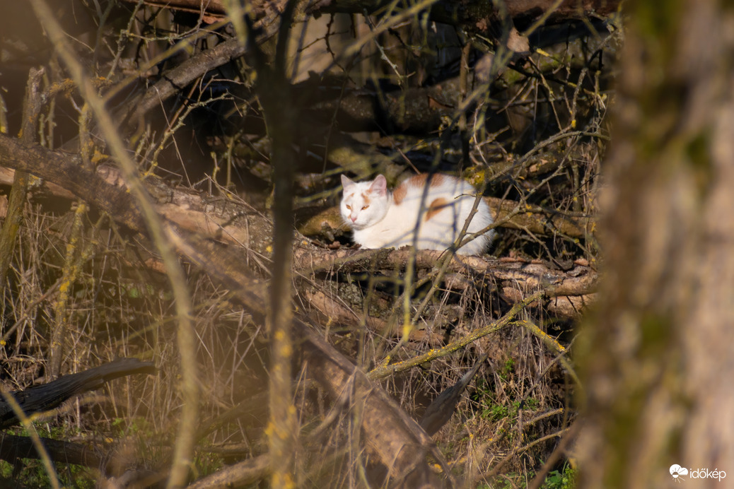Cica az erdőben 2