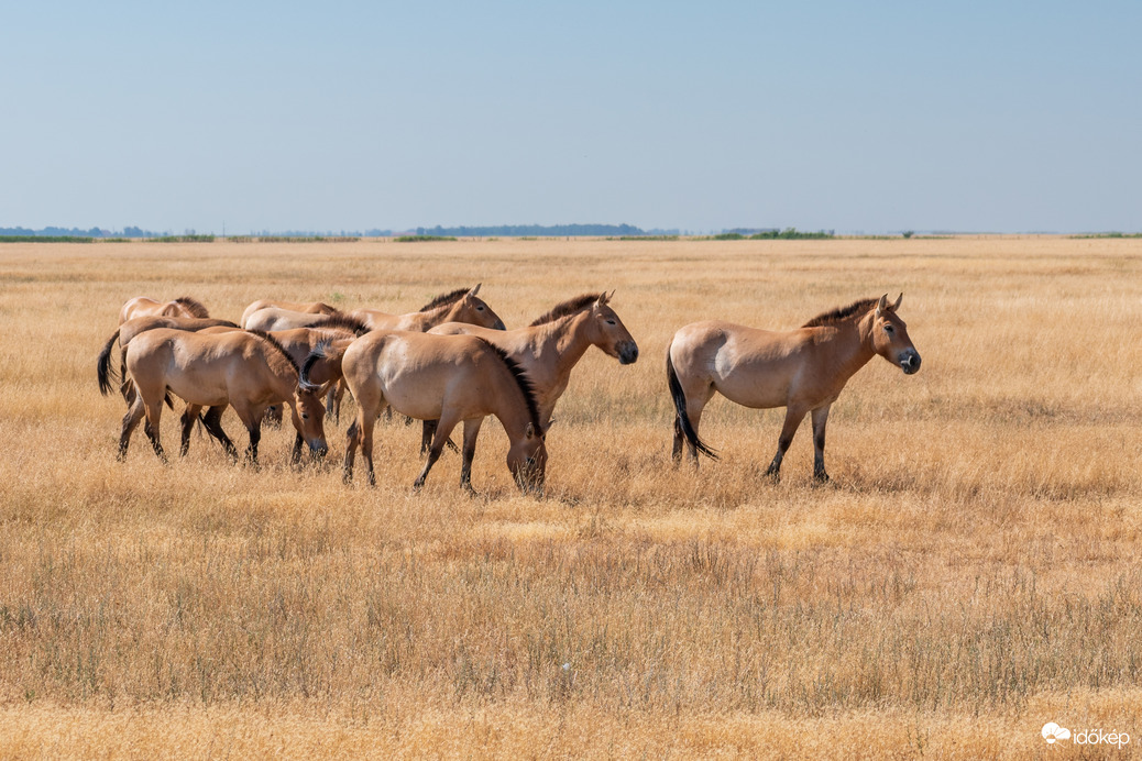 Przewalski lovak a Hortobágyon