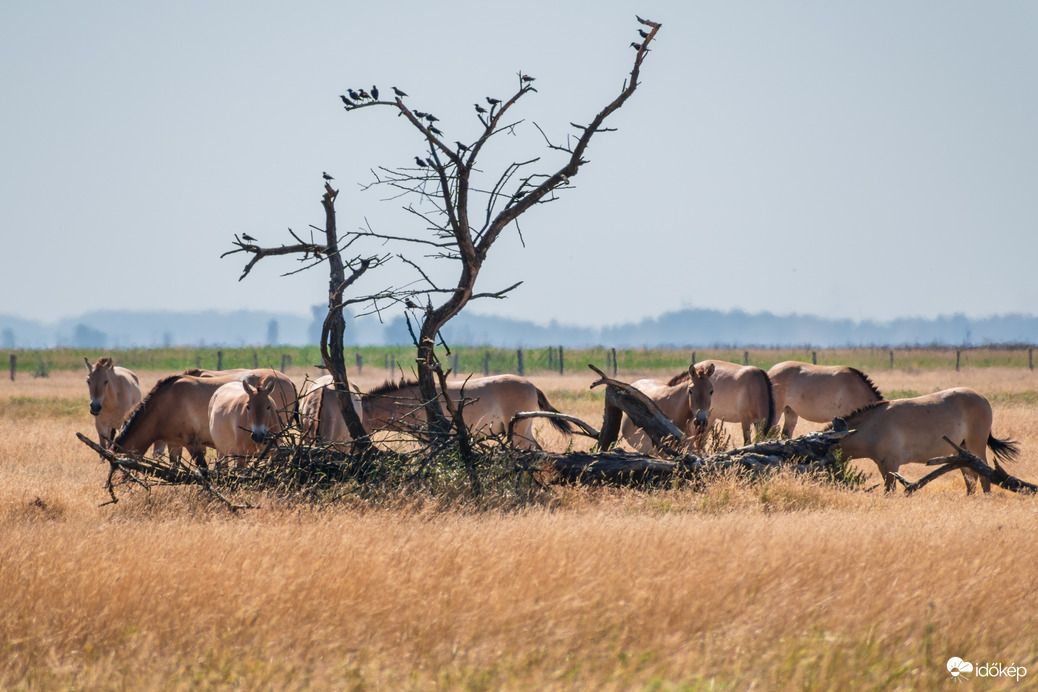 Przewalski lovak a Hortobágyon