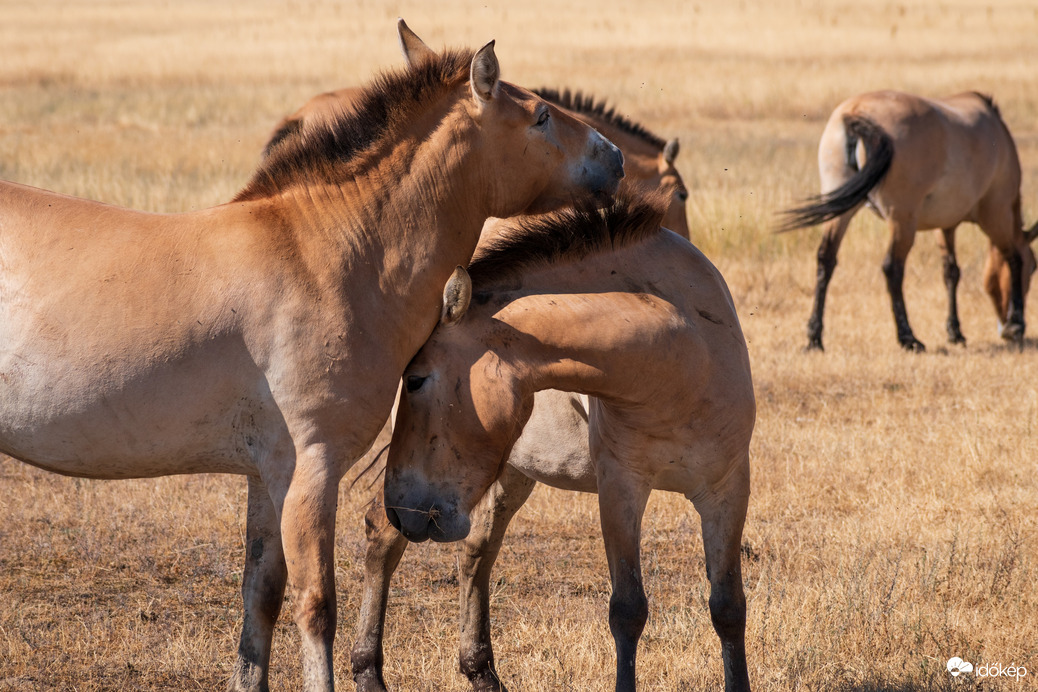 Przewalski lovak a Hortobágyon