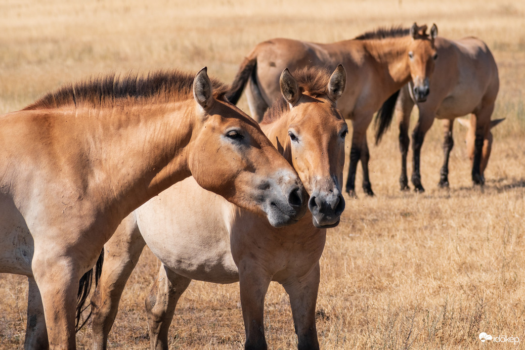 Przewalski lovak a Hortobágyon
