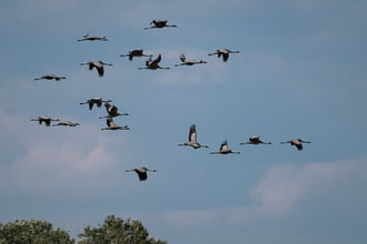 Darvak Nádudvar határában