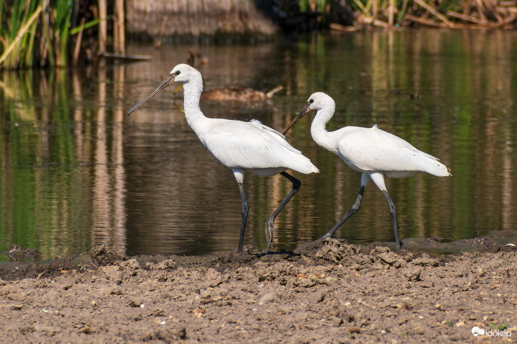 Kanalasgémek