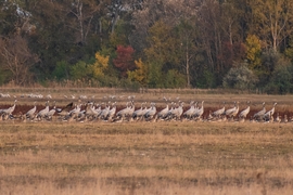 Darvak vadludak társaságában