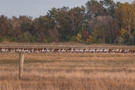 Darvak vadludak társaságában