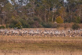 Darvak vadludak társaságában