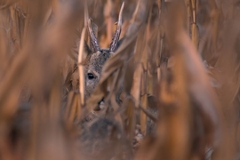Rejtőzködő őzbak a kukoricásban