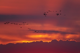 Naplementés daruvonulás Karcag határában