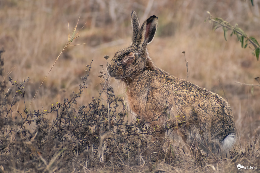 Meditáló mezei nyúl :)