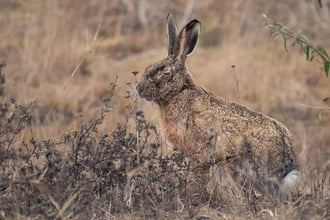 Meditáló mezei nyúl :)