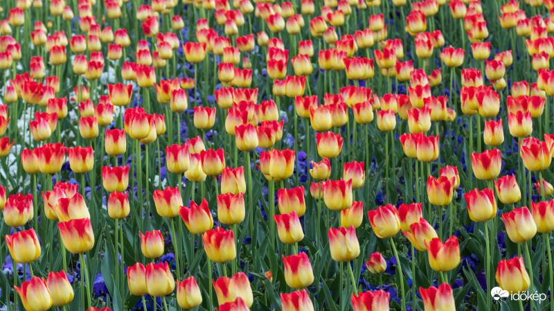 Tulipános