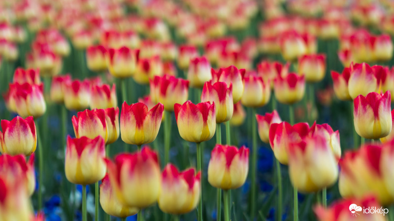 Tulipános