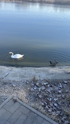 Budapest XVI.ker - Cinkota