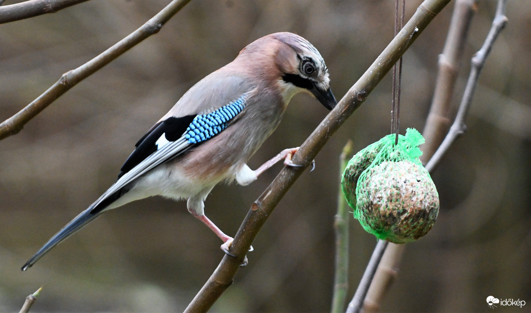 Mátyás és a gombóc