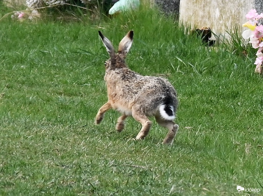 Tiszasüly