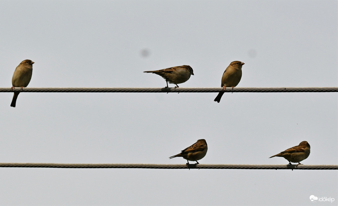 Társasági verebek a dróton