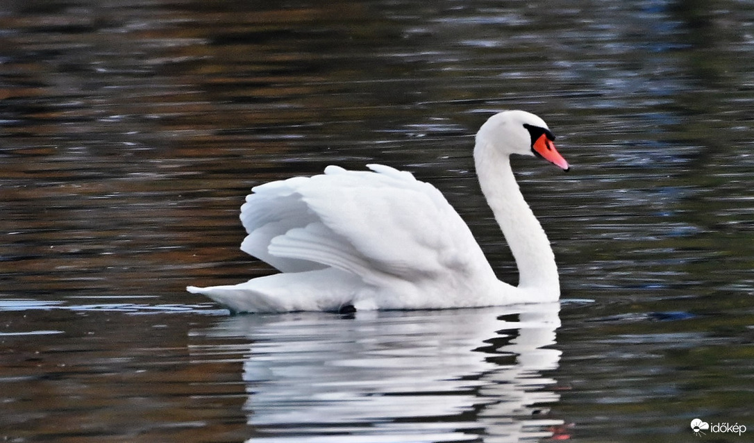 Az előadás sztárja